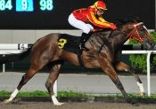 Pioneer Seven<br>Photo by Singapore Turf Club